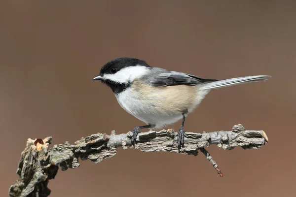 Μαύρο Capped Chickadee Poecile Atricapilla Ένα Υποκατάστημα Πολύχρωμο Φόντο — Φωτογραφία Αρχείου