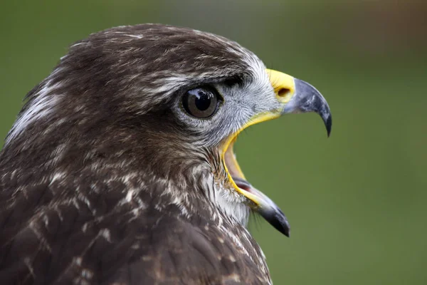 Schilderachtig Uitzicht Majestueuze Buizerd Roofdier — Stockfoto