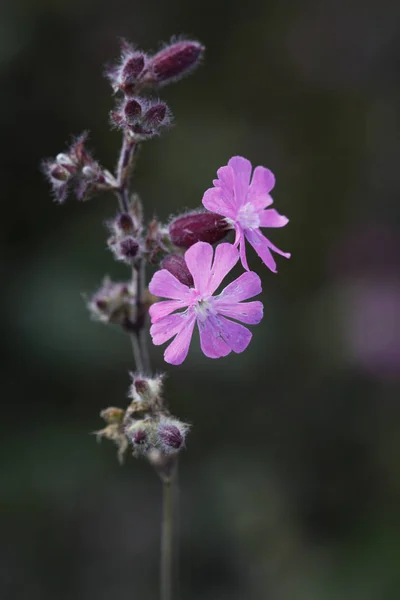 Krásný Botanický Záběr Přírodní Tapety — Stock fotografie