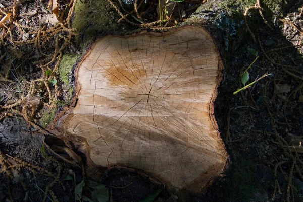 Lesní Půda Pokáceným Stromem — Stock fotografie