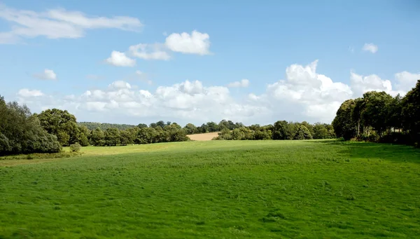 Hermosa Pradera Pacífica Rodeada Árboles Hermoso Día Verano —  Fotos de Stock