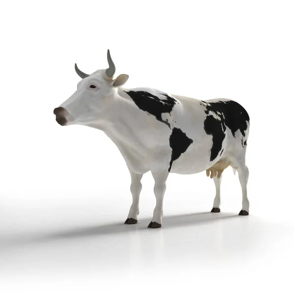 Vache Blanche Avec Des Motifs Noirs Dans Peau Forme Carte — Photo
