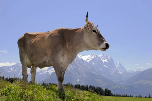 Krowa Alpejska Przed Górską Scenerią — Zdjęcie stockowe