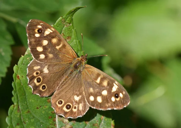 Borboleta Uma Flor — Fotografia de Stock