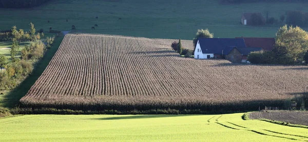 Majs Kvällen Ljus — Stockfoto