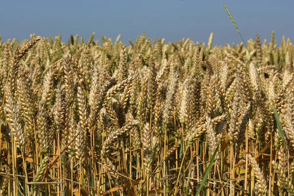 Landschappelijke Visie Landbouw Het Platteland — Stockfoto