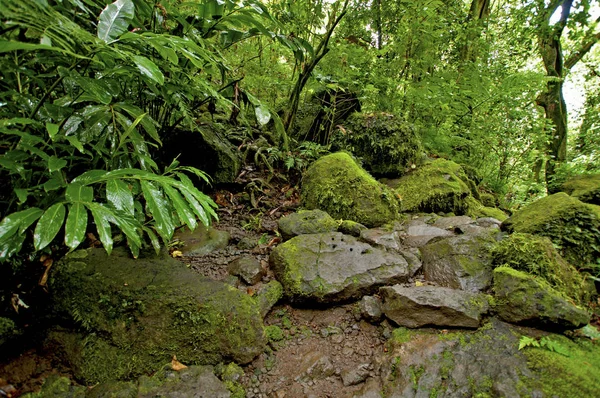 Зелена Папороть Листя Лісових Рослин — стокове фото
