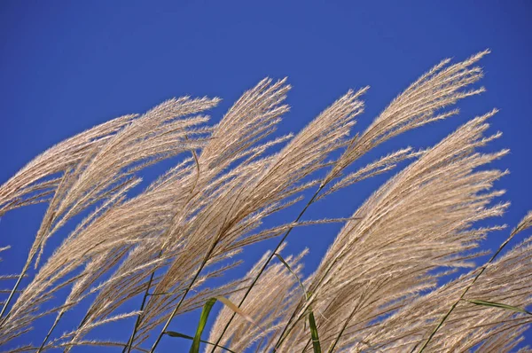 Grama Ornamental Natureza Plantas Flora — Fotografia de Stock