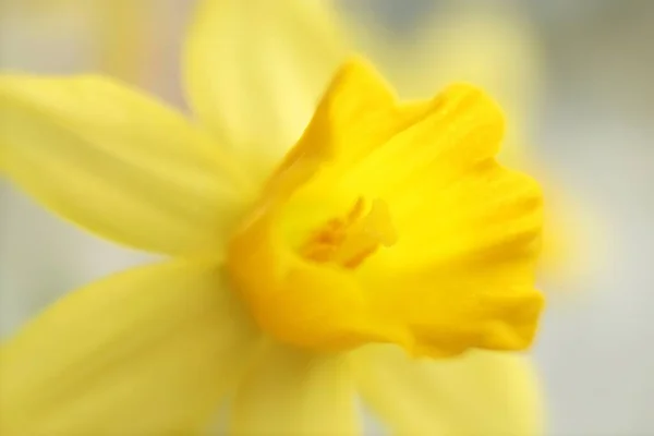 Narcissus Çiçekleri Çiçek Yaprakları — Stok fotoğraf