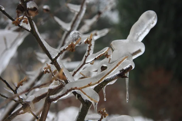 Branches Tree Snow — Stock Photo, Image