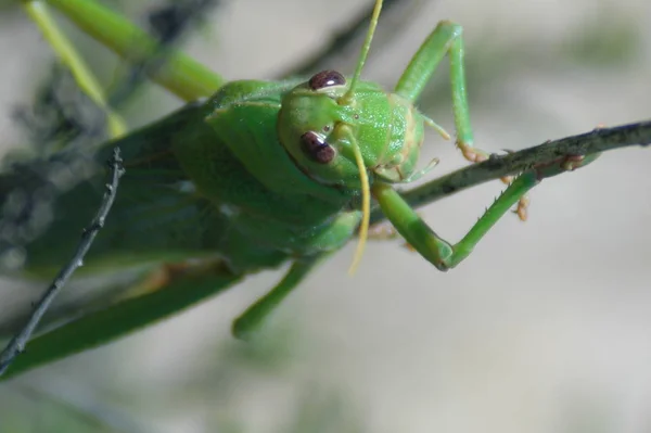 Grasshopper Insect Invertebrate Praying Bug — Stock Photo, Image