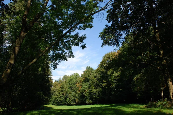 Vista Panoramica Della Flora Nella Foresta Selvatica — Foto Stock