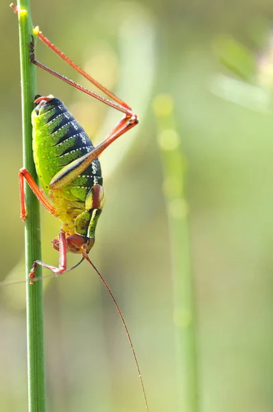 Macro Green Grasshopper Ephippigera Genus Seen Profile — Stock Photo, Image