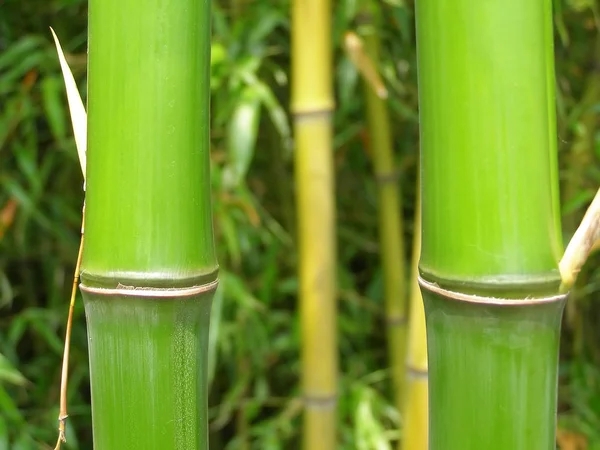 Bamboo Cane Tree Leaf — Stock Photo, Image