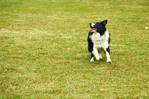 芝生の上を走っているボーダーコリー犬 — ストック写真