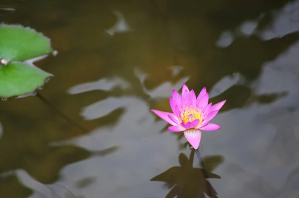 在池塘里盛开的单一水百合花 — 图库照片