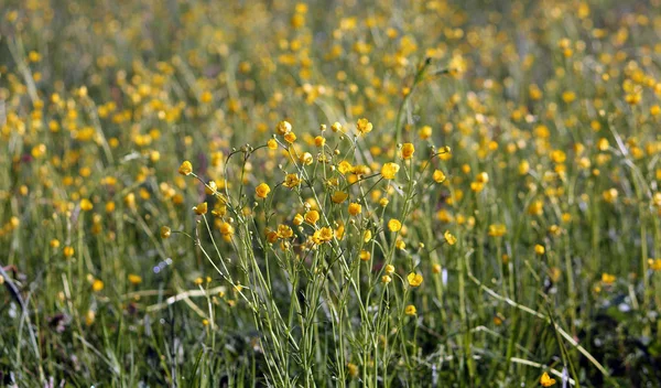 Vacker Botanisk Skott Naturliga Tapeter — Stockfoto