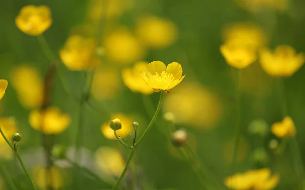 Mooi Botanisch Schot Natuurlijk Behang — Stockfoto