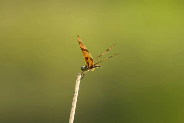 Mosca Inseto Libélula Odonata Fauna — Fotografia de Stock