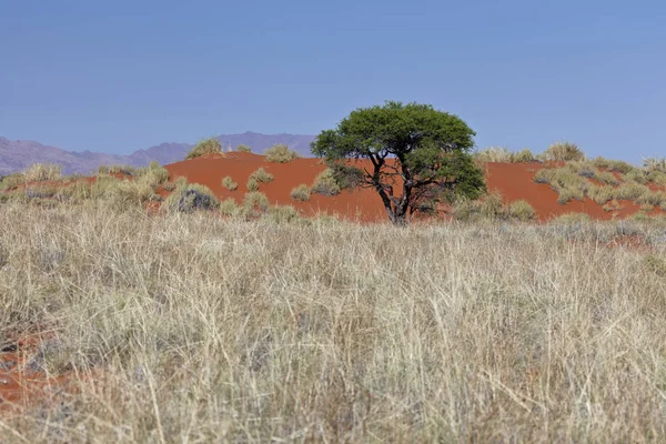 Wolwedans Namib Rand Naturschutzgebiet — Stockfoto