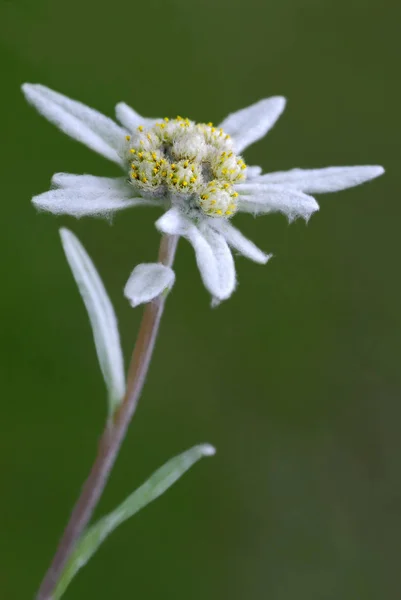 Closeup Single Edelweiss Flower Leontopodium Alpinum — Stock Photo, Image