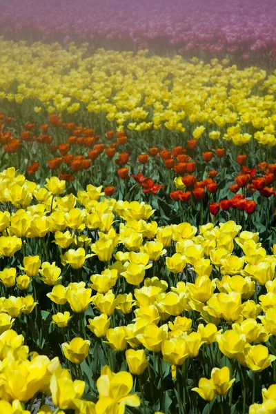 Płatki Kwiatów Tulipanów Wiosenna Flora — Zdjęcie stockowe