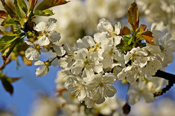 Frühlingsblüte Blumen Auf Baum — Stockfoto