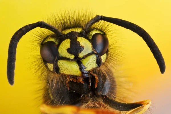 Nahaufnahme Von Wespeninsekten Makroaufnahme — Stockfoto