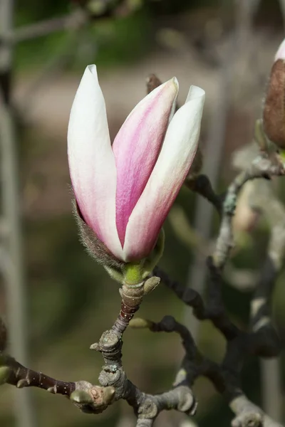 Magnolia Träd Solskenet — Stockfoto