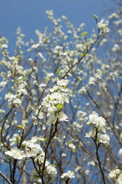 春天的花瓣绽放 — 图库照片