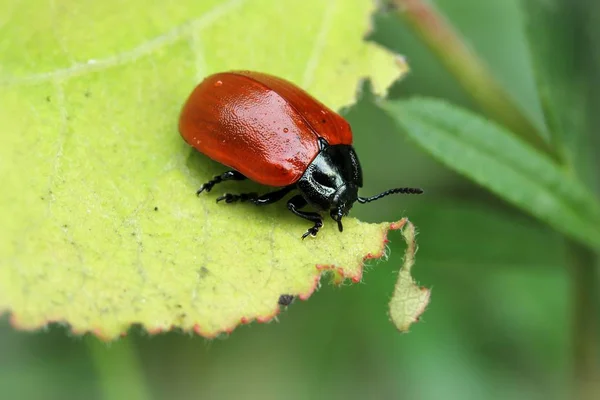 Közelkép Bug Vad Természet — Stock Fotó