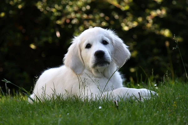 Portret Van Een Schattige Hond — Stockfoto