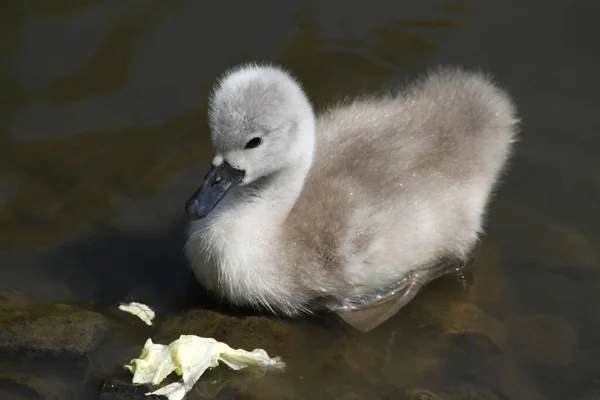 Aussichtsreiche Aussicht Auf Schöne Vögel Der Natur — Stockfoto