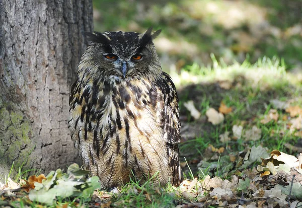 closeup view of eagle owl at wild nature