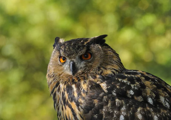 Close Uitzicht Adelaar Uil Wilde Natuur — Stockfoto