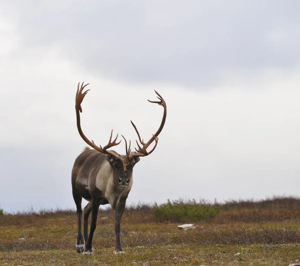 Úžasná Příroda Skandinávii Podoblastí Severní Evropě — Stock fotografie