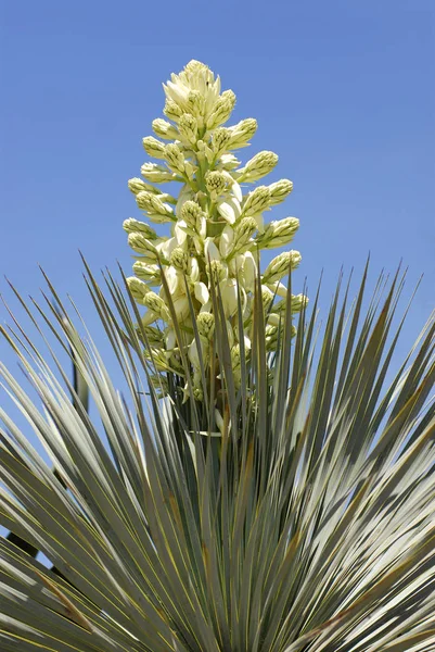 Närbild Blommor Kaktus Yucca Blå Himmel Bakgrund — Stockfoto