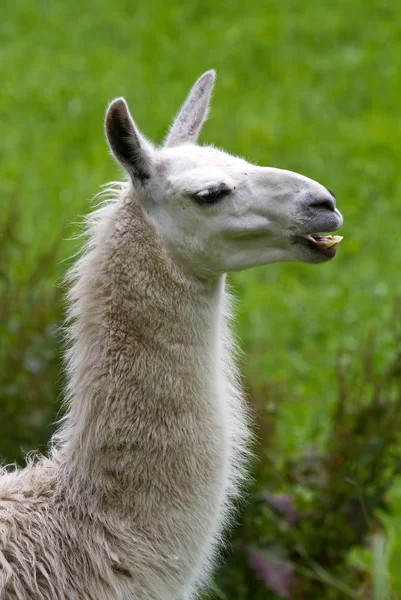 Llama Animal Engraçado Animal Pescoço Longo — Fotografia de Stock