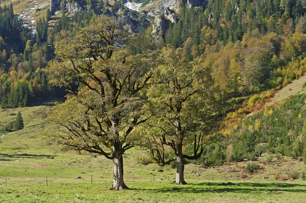 Het Landschap Met Esdoorns Ahornboden Oostenrijk — Stockfoto