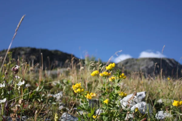 Λουλούδι Στο Βουνό — Φωτογραφία Αρχείου