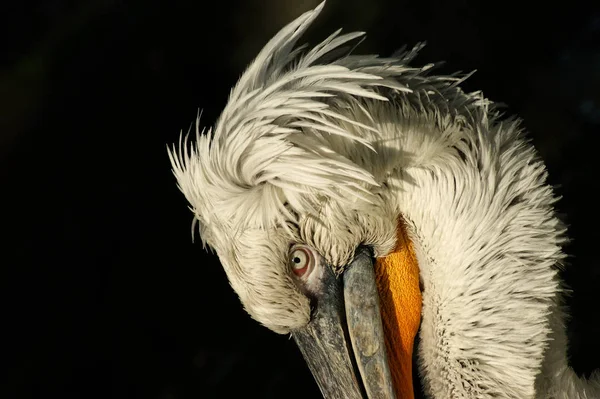 Scenic View Beautiful Pelican Nature — Stock Photo, Image