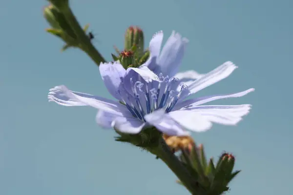 Fleur Contre Ciel — Photo