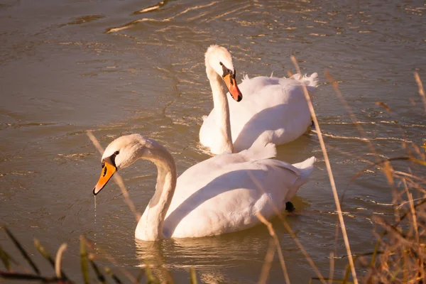 Rio Swanee Natureza Paisagem Fundo — Fotografia de Stock