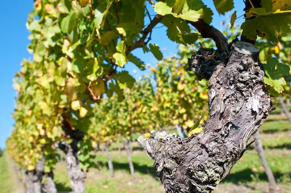 Flora Countryside Vineyard Agriculture — Stock Photo, Image