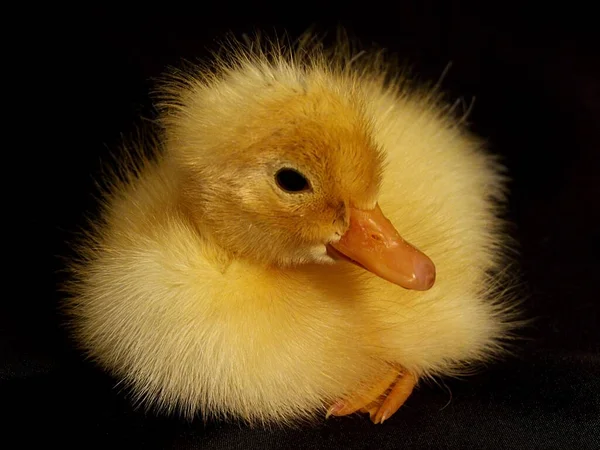 Vacker Utsikt Över Vacker Fågel Naturen — Stockfoto