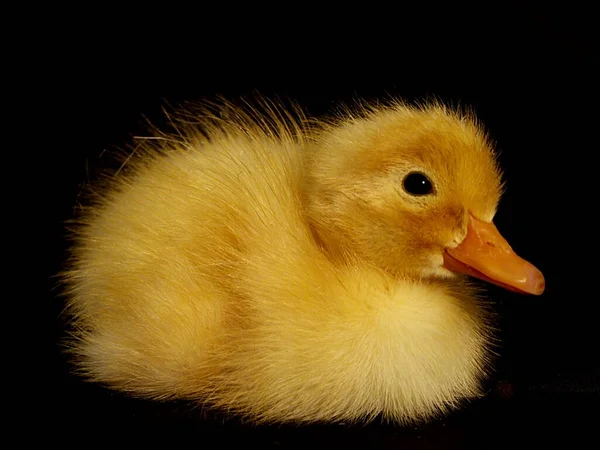 Vacker Utsikt Över Vacker Fågel Naturen — Stockfoto