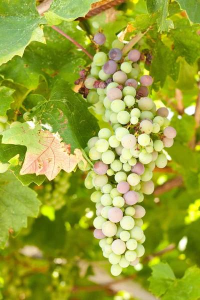 Unreife Trauben Und Weinblätter Aus Nächster Nähe — Stockfoto