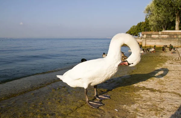 Plavecký Pták Koncepce Divočiny — Stock fotografie