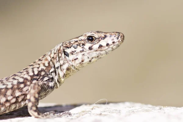 Close Lizard Habitat Wildness Concept — Stock Photo, Image