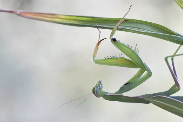 Insectos Mantis Insectos Presa — Foto de Stock